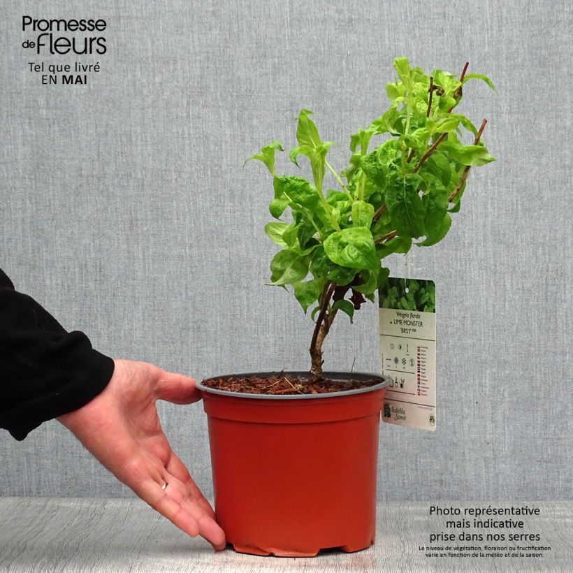 Example of Weigelia florida Lime Monster Pot van 3 l/4 l as you get in printemps
