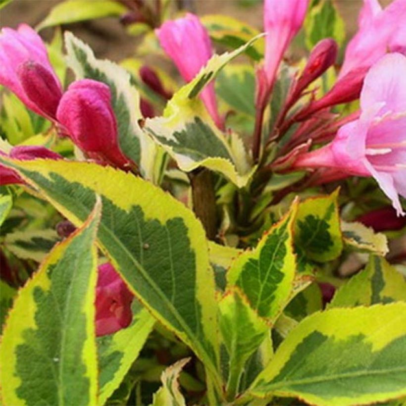 Weigela Rumba - Chinese weigelia (Blad)