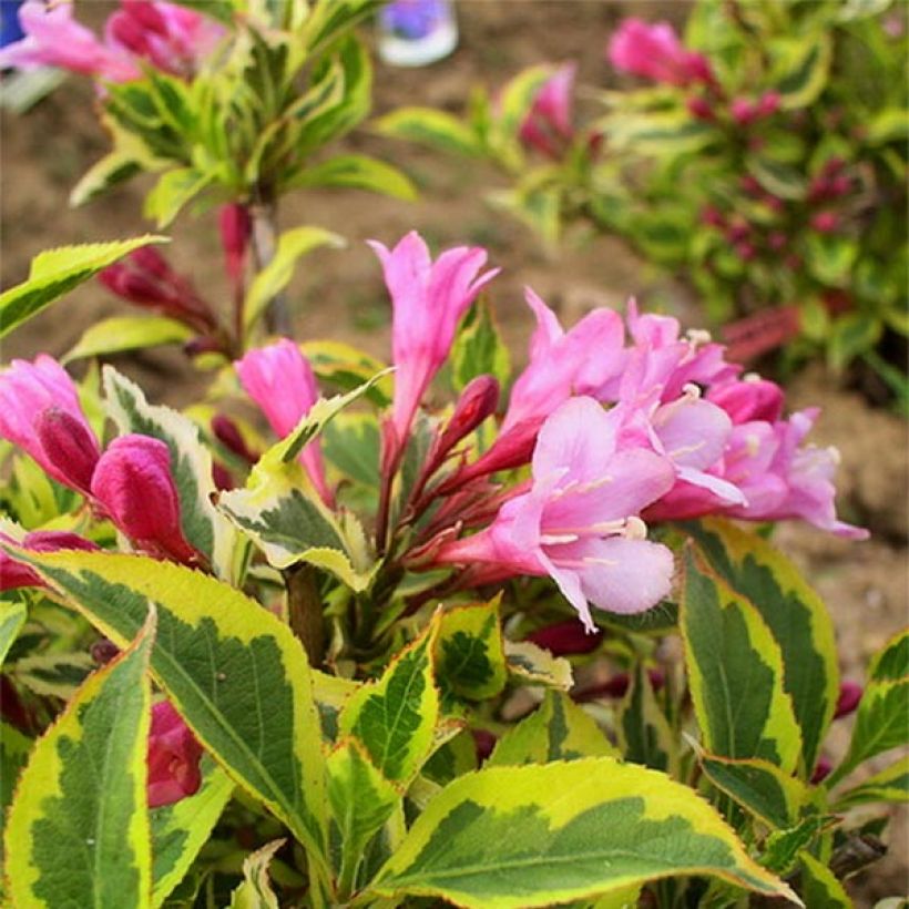 Weigela Rumba - Chinese weigelia (Bloei)