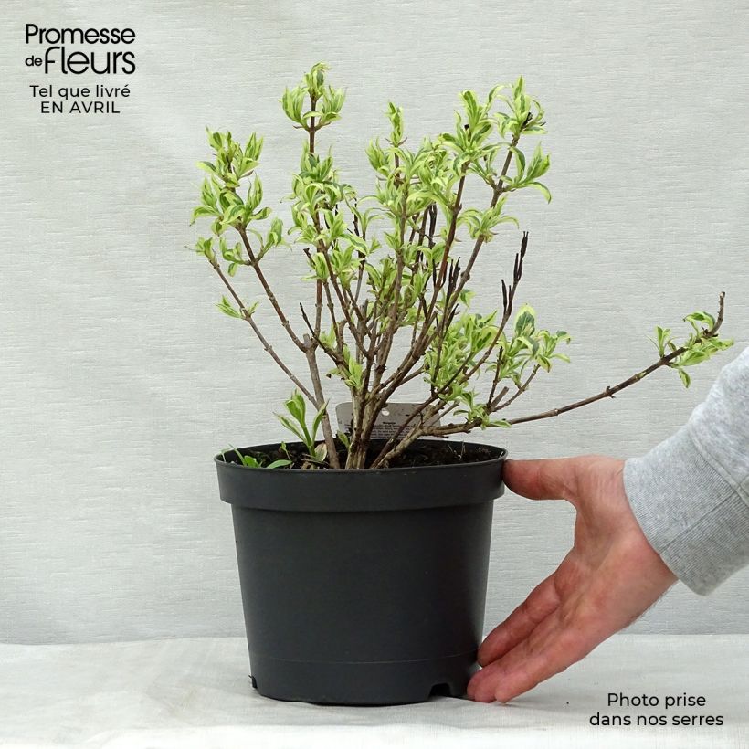 Exemplaar van Weigela Rumba - Chinese weigelia Pot van 3 l/4 l zoals geleverd in de lente