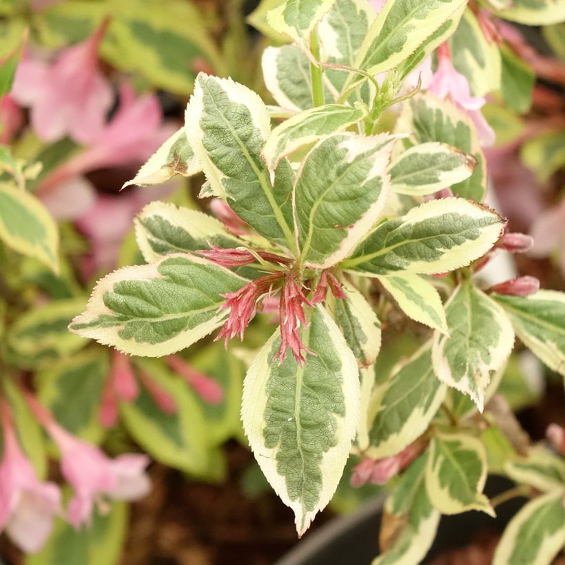 Weigela Rumba - Chinese weigelia (Blad)