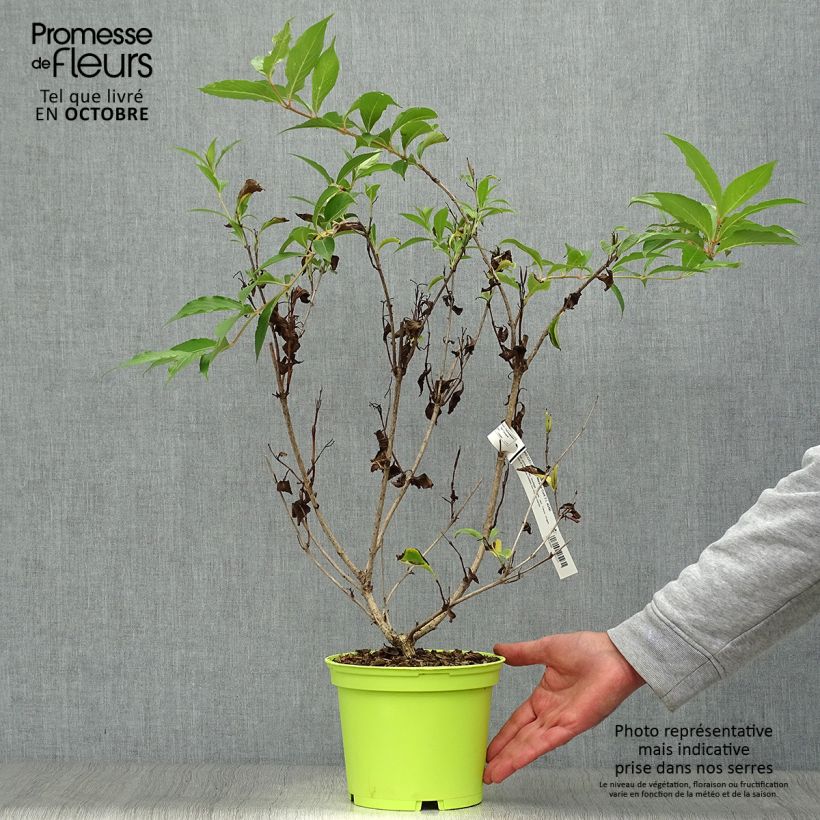 Exemplaar van Weigelia florida Marjorie - Chinese weigelia Pot van 2 l/3 l zoals geleverd in de herfst