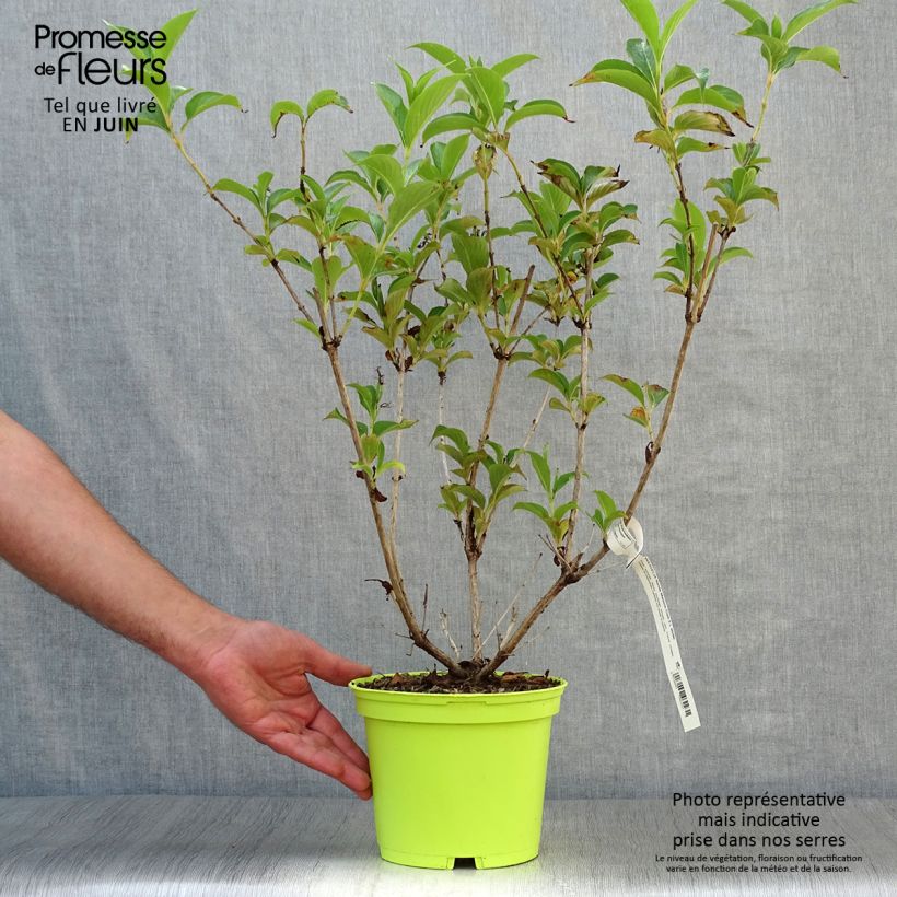 Exemplaar van Weigelia florida Marjorie - Chinese weigelia Pot van 2 l/3 l zoals geleverd in de zomer