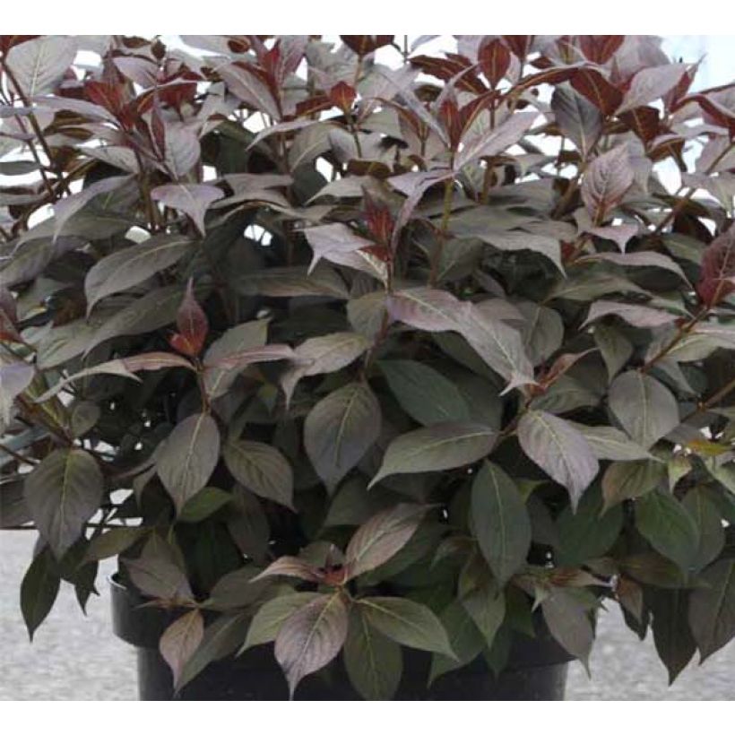 Weigelia florida Minor Black (Blad)