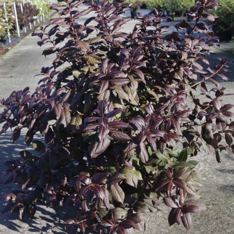 Weigelia florida Minor Black (Groeiplaats)
