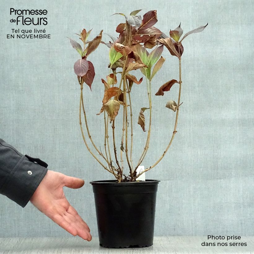 Exemplaar van Weigelia florida Minor Black Pot van 2 l/3 l zoals geleverd in de herfst
