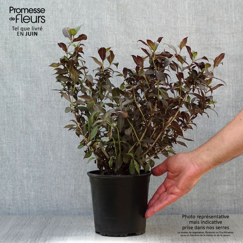Exemplaar van Weigelia florida Minor Black Pot van 2 l/3 l zoals geleverd in de zomer