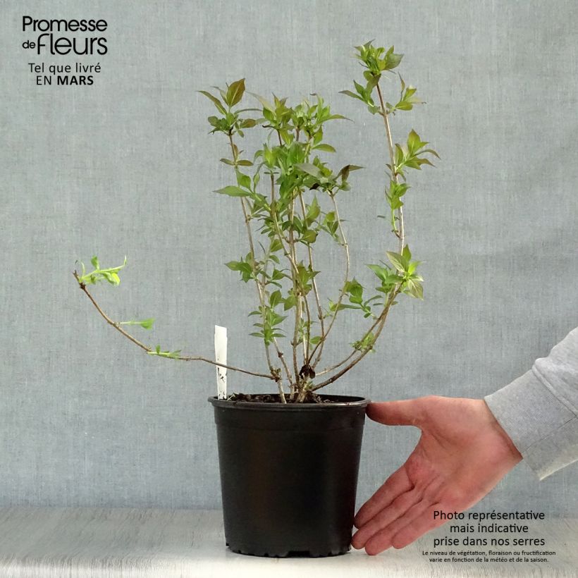 Exemplaar van Weigelia florida Minor Black Pot van 2 l/3 l zoals geleverd in de lente