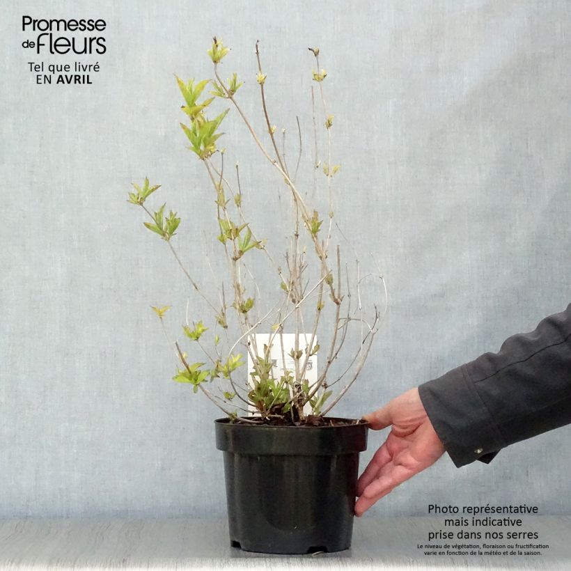 Exemplaar van Weigelia florida Brigela Pot van 2 l/3 l zoals geleverd in de lente