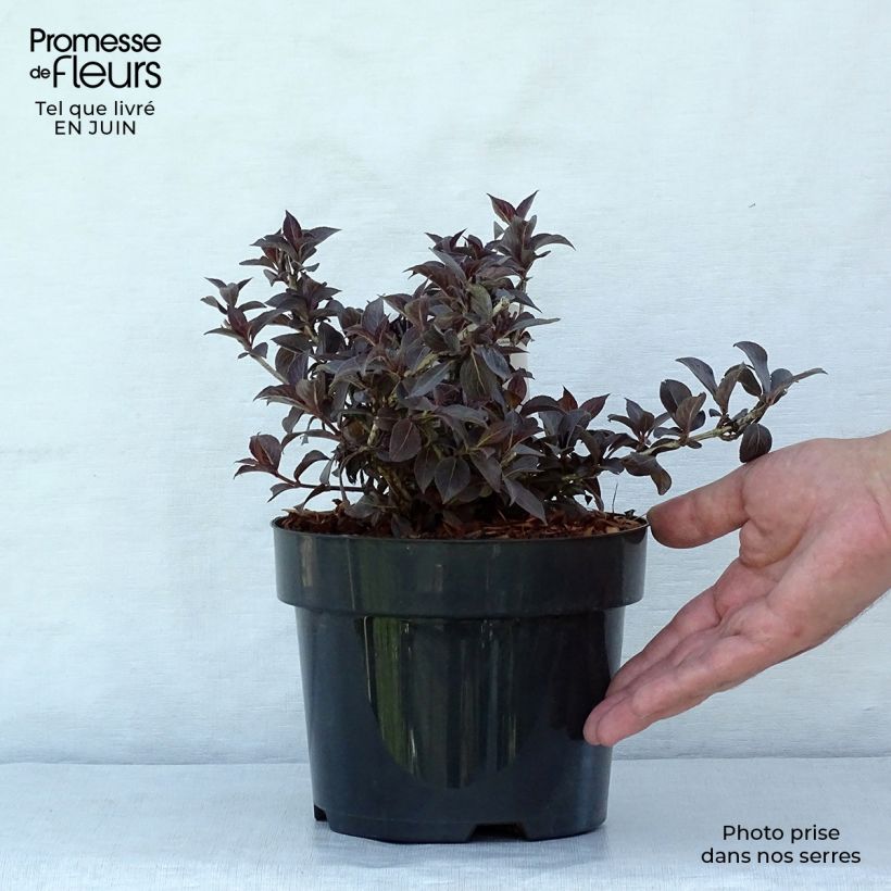 Exemplaar van Weigelia florida Nana Purpurea - Dwergweigelia Pot van 3 l/4 l zoals geleverd in de zomer