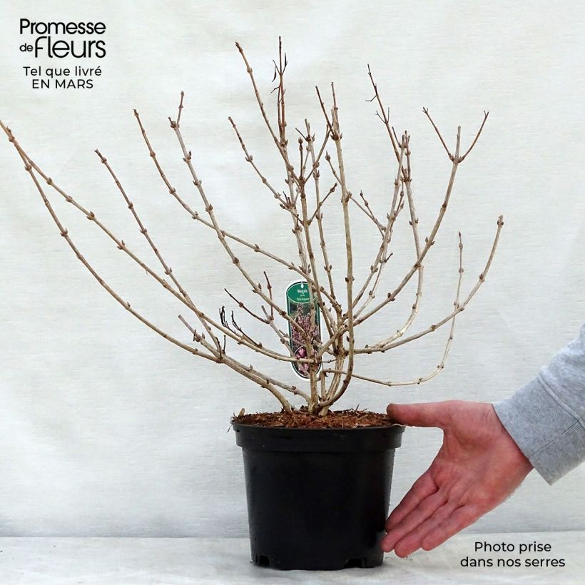 Exemplaar van Weigelia florida Nana Purpurea - Dwergweigelia Pot van 3 l/4 l zoals geleverd in de lente