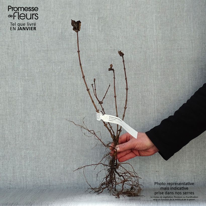 Exemplaar van Weigelia florida Nana Purpurea - Dwergweigelia Naakte wortel zoals geleverd in de winter