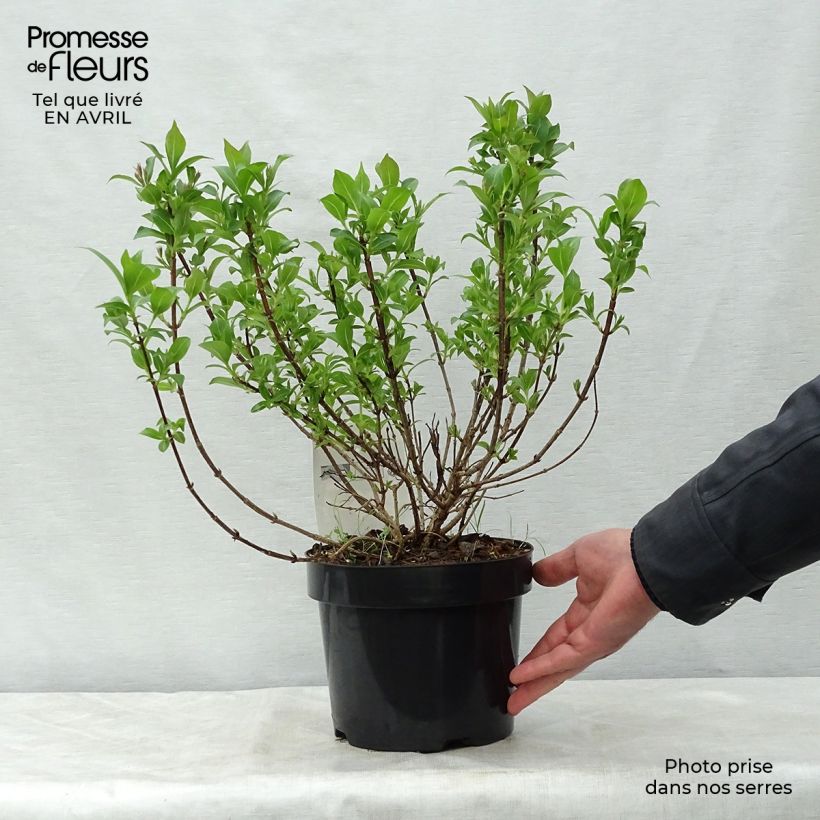 Exemplaar van Weigelia florida Pink Poppet - Chinese weigelia Pot van 3 l/4 l zoals geleverd in de lente