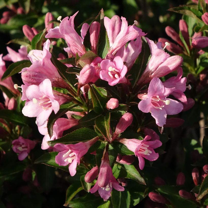 Weigelia florida Pink Poppet - Chinese weigelia (Bloei)