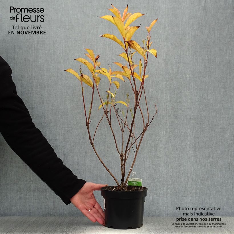 Exemplaar van Weigelia florida Rosea Pot van 2 l/3 l zoals geleverd in de herfst