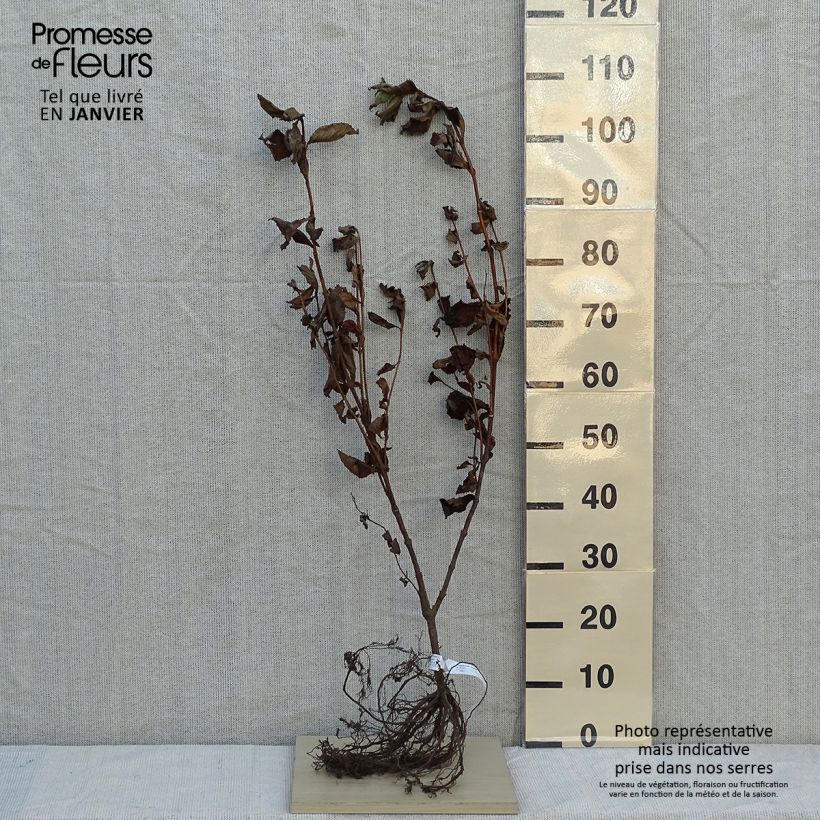 Exemplaar van Weigelia florida Rosea Naakte wortel zoals geleverd in de winter