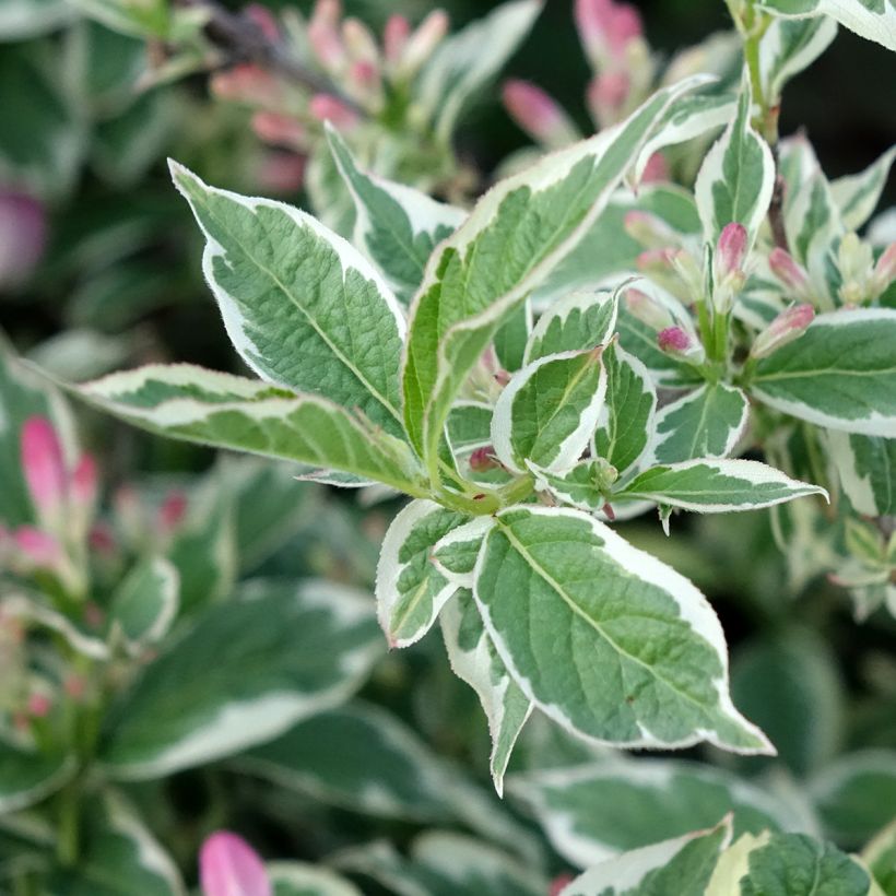 Weigelia florida Variegata (Blad)