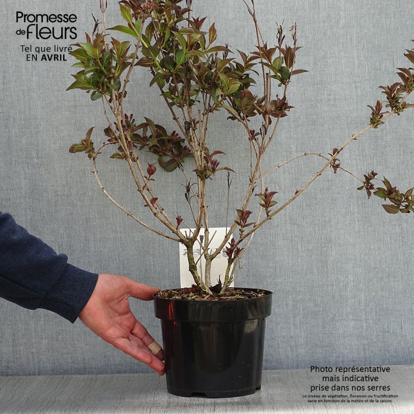 Example of Weigelia florida Victoria - Chinese weigelia Pot van 2 l/3 l as you get in printemps