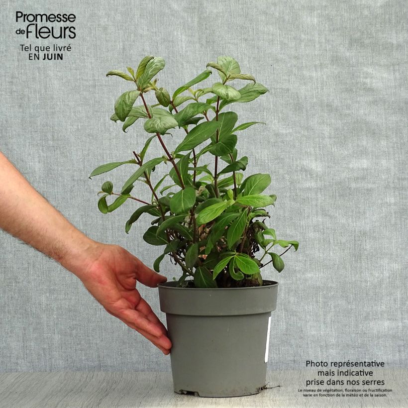 Exemplaar van Weigelia florida Vintage Love Pot van 2 l/3 l zoals geleverd in de zomer