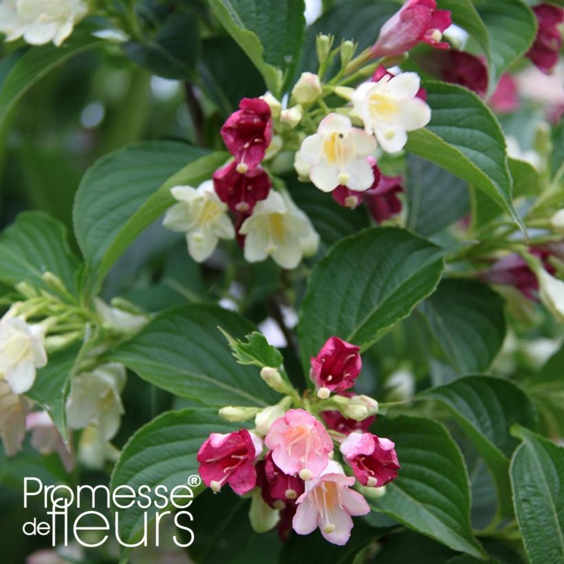 Weigelia Carnaval (Blad)