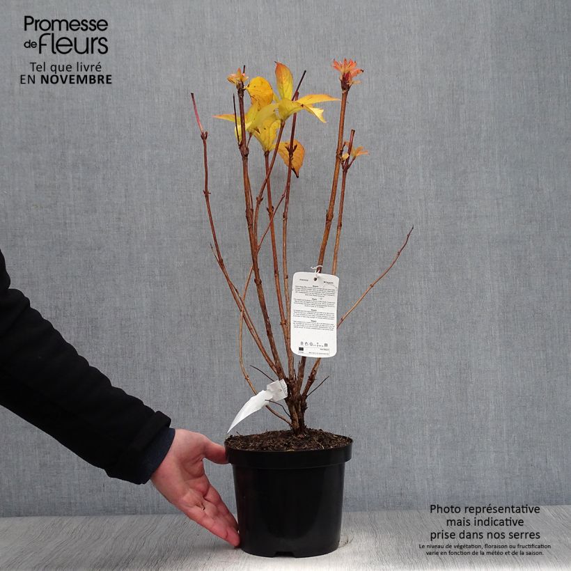 Exemplaar van Weigelia Carnaval Pot van 3 l/4 l zoals geleverd in de herfst