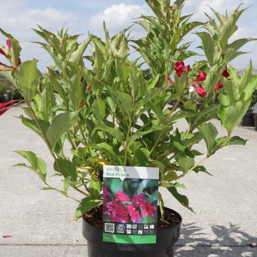 Weigelia Red Prince (Plant habit)
