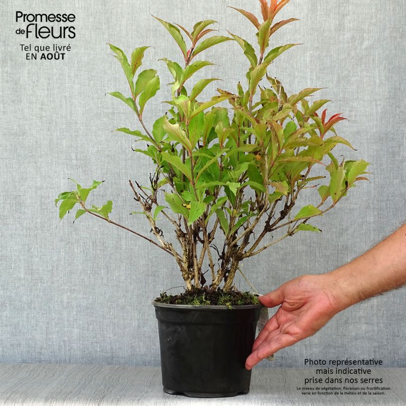 Exemplaar van Weigelia Red Prince Pot van 2 l/3 l zoals geleverd in de zomer