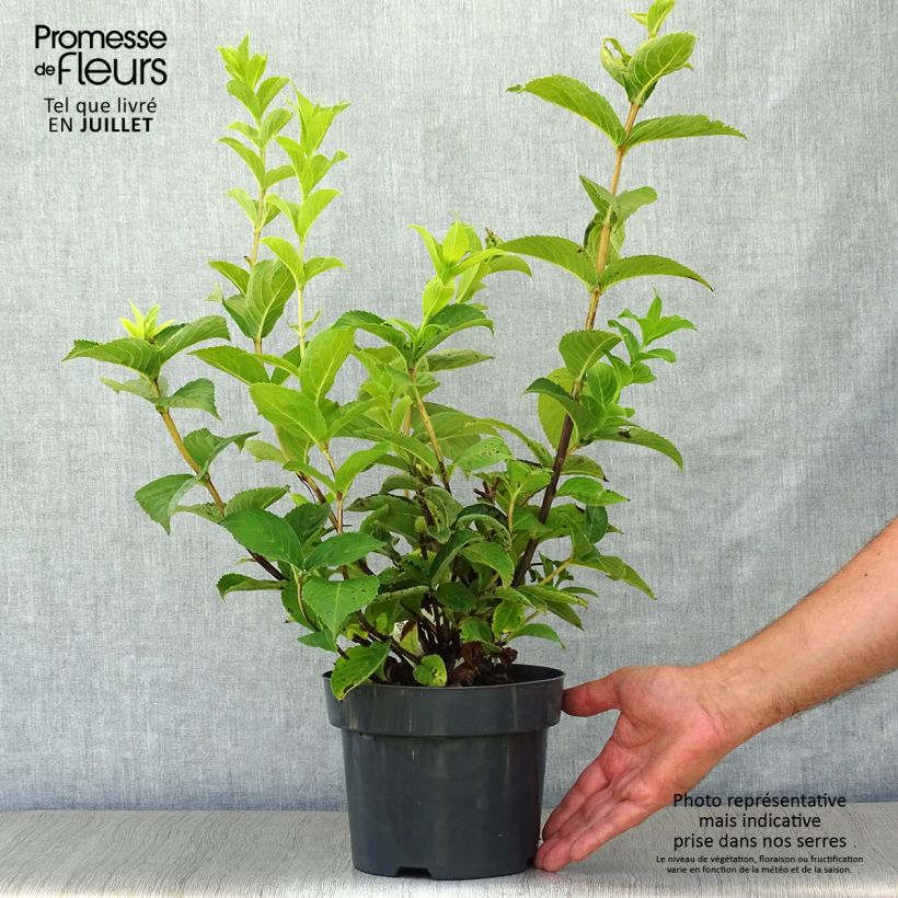 Exemplaar van Weigelia middendorffiana - Chinese weigelia Pot van 3 l/4 l zoals geleverd in de zomer