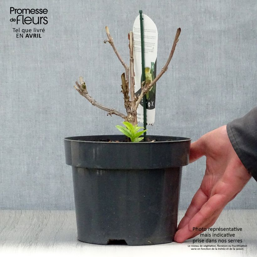 Exemplaar van Weigelia middendorffiana - Chinese weigelia Pot van 3 l/4 l zoals geleverd in de lente