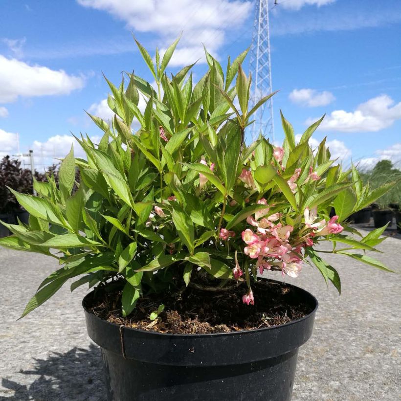 Weigelia All Summer Peach (Groeiplaats)