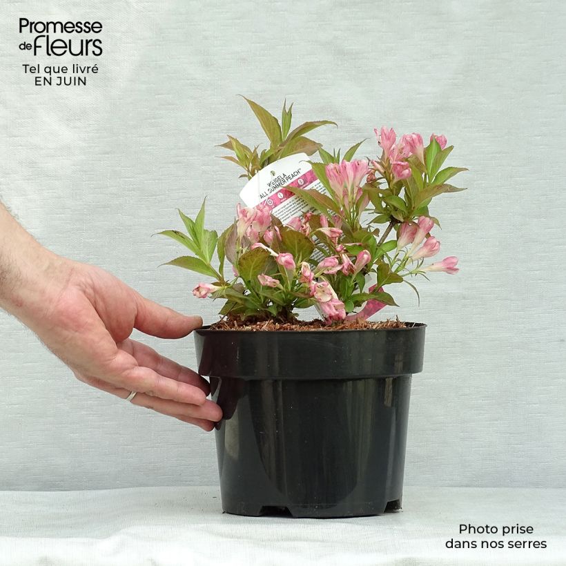 Exemplaar van Weigelia All Summer Peach Pot van 3 l/4 l zoals geleverd in de zomer