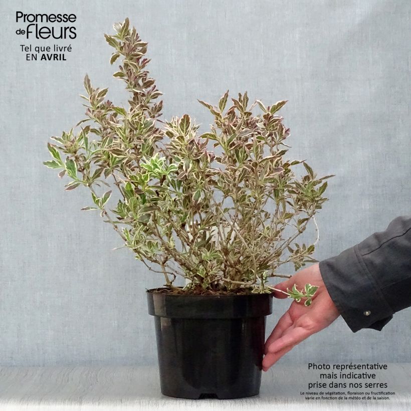Exemplaar van Weigelia florida Monet Verweig - Chinese weigelia Pot van 2 l/3 l zoals geleverd in de lente