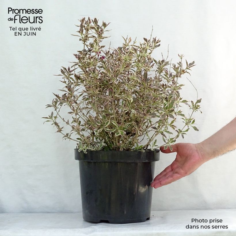 Exemplaar van Weigelia florida Monet Verweig - Chinese weigelia Pot van 7,5 l/10 l zoals geleverd in de zomer