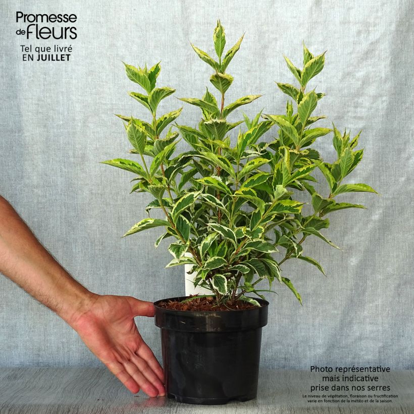 Exemplaar van Weigelia florida Nana Variegata Pot van 2 l/3 l zoals geleverd in de zomer