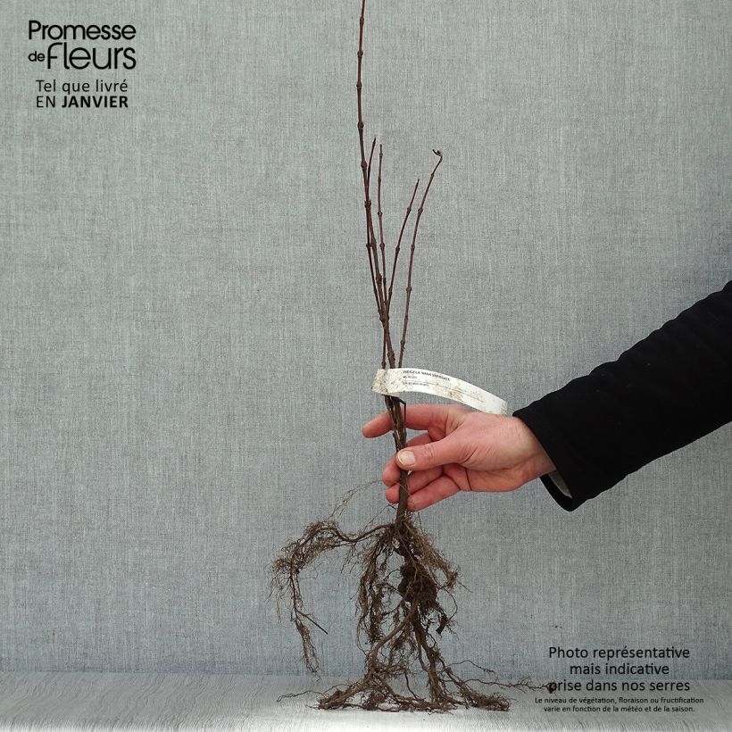 Exemplaar van Weigelia florida Nana Variegata Naakte wortel zoals geleverd in de winter