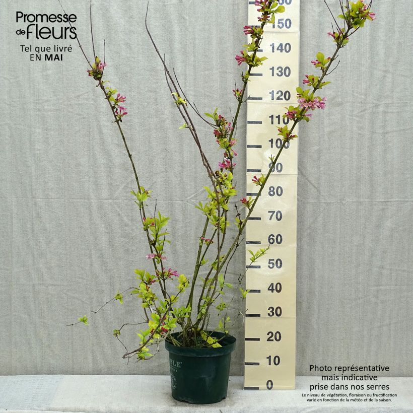 Exemplaar van Weigelia florida Polka - Dwergweigelia Pot van 7,5 l/10 l zoals geleverd in de lente