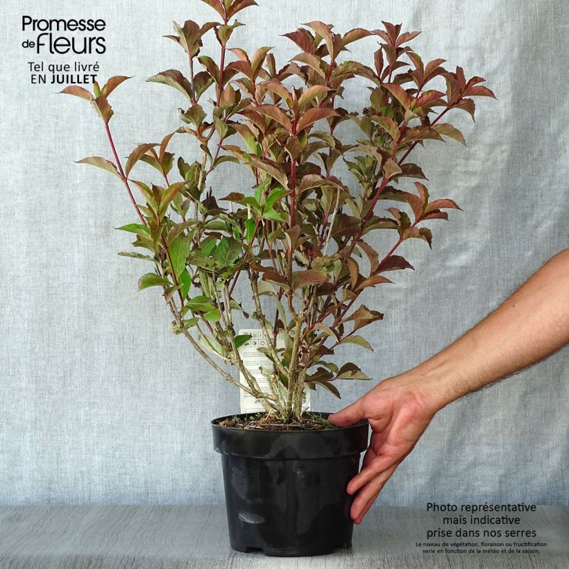 Exemplaar van Weigelia florida Polka - Dwergweigelia Pot van 2 l/3 l zoals geleverd in de zomer