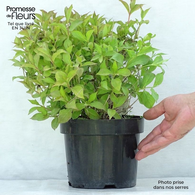 Exemplaar van Weigelia florida Princess Ayla - Chinese weigelia Pot van 3 l/4 l zoals geleverd in de zomer