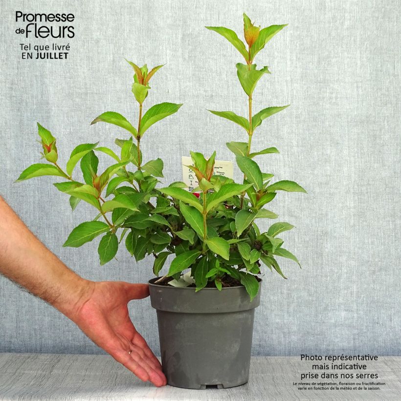 Exemplaar van Weigelia Cherry Love Pot van 3 l/4 l zoals geleverd in de zomer