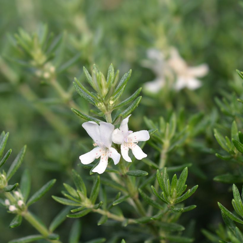 Westringia fruticosa Alba - Australische rozemarijn wit (Bloei)