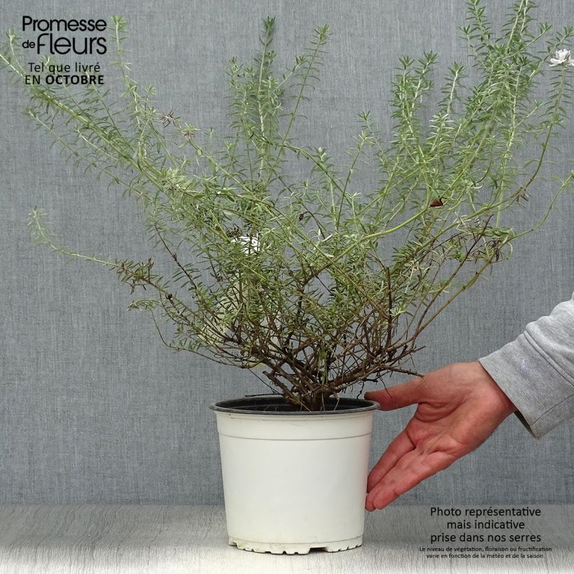 Exemplaar van Westringia fruticosa Alba - Australische rozemarijn wit Pot van 2 l/3 l zoals geleverd in de herfst