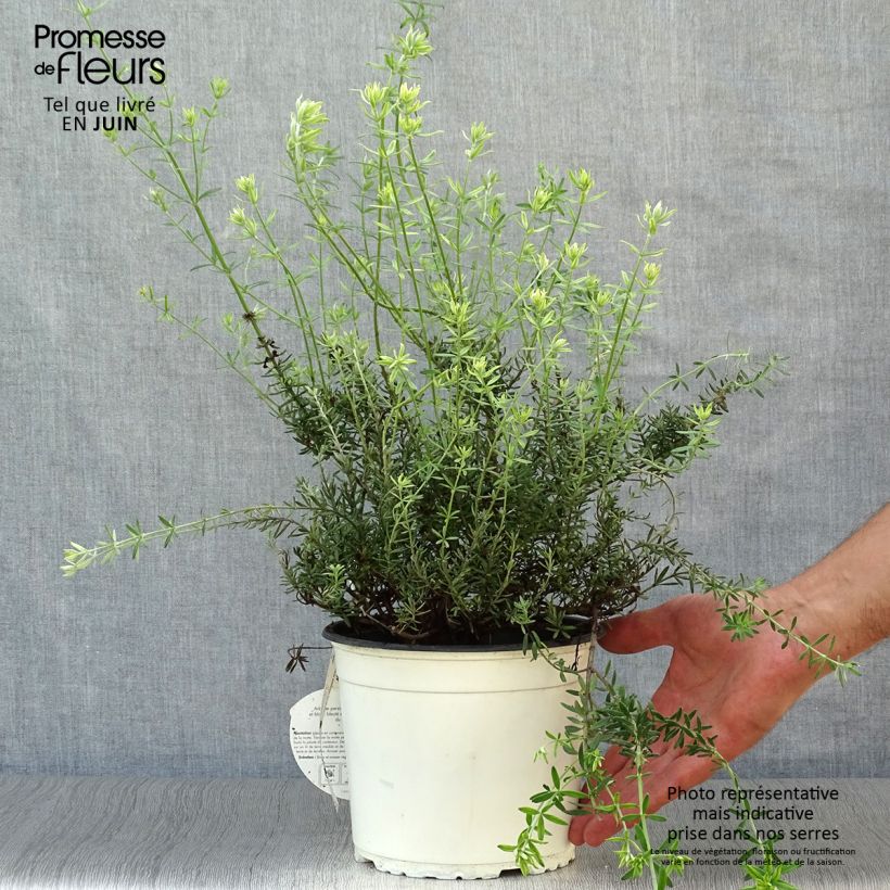 Exemplaar van Westringia fruticosa Alba - Australische rozemarijn wit Pot van 2 l/3 l zoals geleverd in de zomer