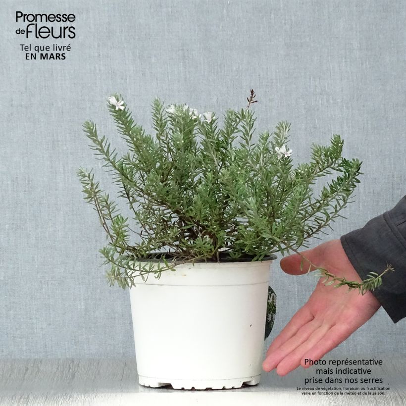 Example of Westringia fruticosa Alba - Australische rozemarijn wit Pot van 2 l/3 l as you get in printemps