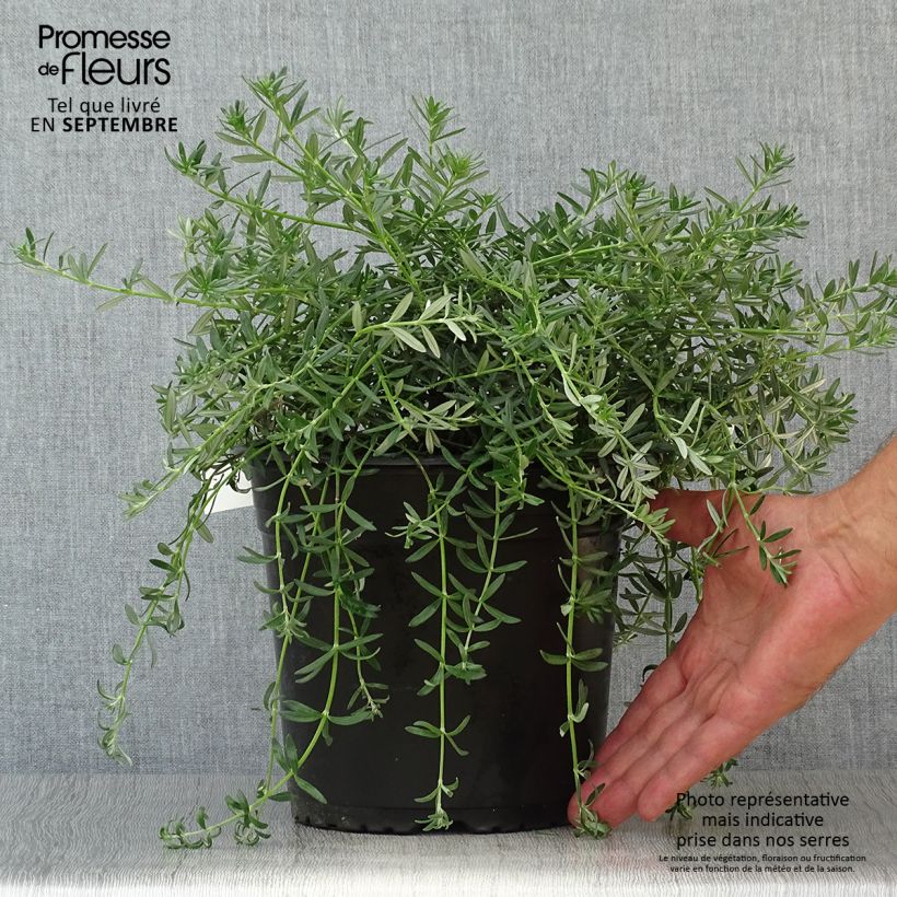 Exemplaar van Westringia fruticosa Mundi - Australische rozemarijn Pot van 3 l/4 l zoals geleverd in de herfst