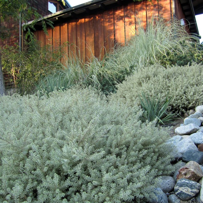 Westringia fruticosa Mundi - Australische rozemarijn (Groeiplaats)