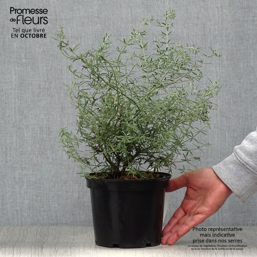 Exemplaar van Westringia fruticosa - Australische rozemarijn Pot van 2 l/3 l zoals geleverd in de herfst
