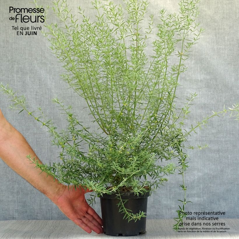 Exemplaar van Westringia fruticosa - Australische rozemarijn Pot van 2 l/3 l zoals geleverd in de zomer