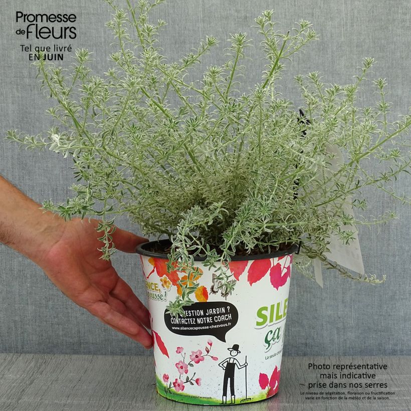 Exemplaar van Westringia fruticosa Smookie - Australische rozemarijn Pot van 3 l/4 l zoals geleverd in de zomer