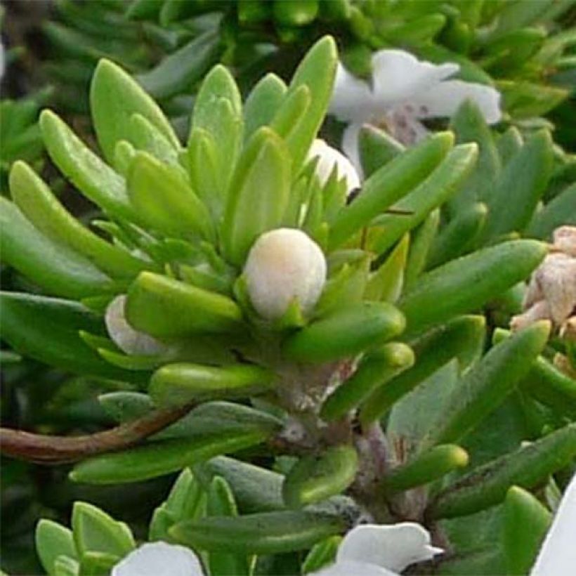 Westringia fruticosa Alba - Australische rozemarijn wit (Foliage)