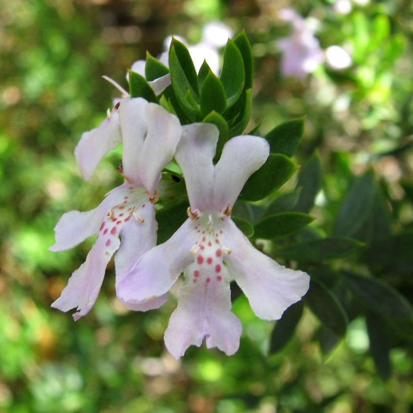 Westringia glabra - Australische rozemarijn (Bloei)